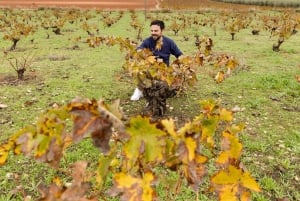 OLIVE OIL & WINE TOUR Organic fields - 5 Wines + 3Olive Oils