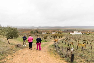 OLIVE OIL & WINE TOUR Organic fields - 5 Wines + 3Olive Oils