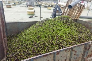 OLIVE OIL & WINE TOUR Organic fields - 5 Wines + 3Olive Oils