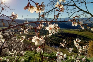 Privat dagsudflugt til Ronda og Malaga fra Sevilla