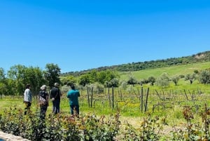 Excursão privada à vinícola e visita a Ronda