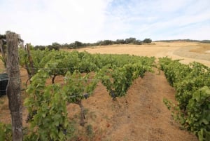 Private Winery Tour and Visit to Ronda