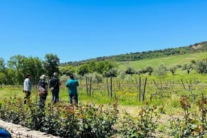 Tour privato della cantina e visita di Ronda