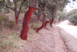 Visita Sevilha: Transfer para Málaga com visita a Ronda