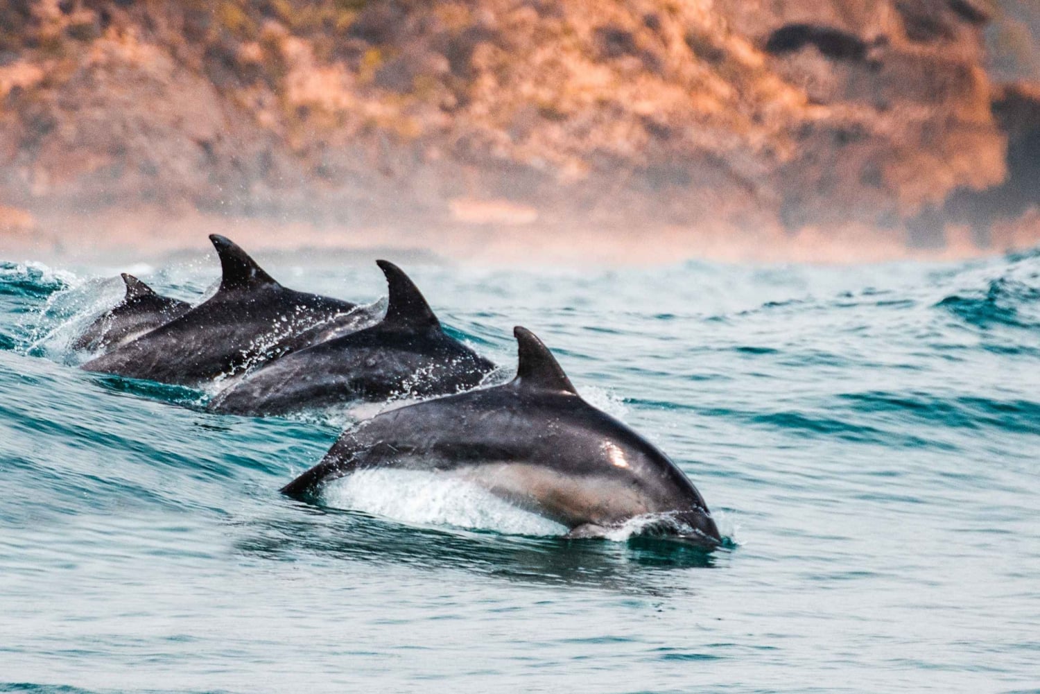 Sotogrande: boottocht met dolfijnen kijken met drankje