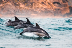 Sotogrande: boottocht met dolfijnen kijken met drankje