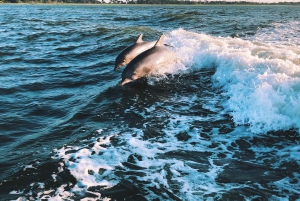 Sotogrande: boottocht met dolfijnen kijken met drankje