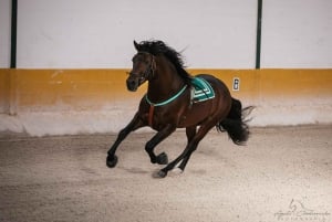 Torremolinos: Spanish horse show and flamenco with dinner option