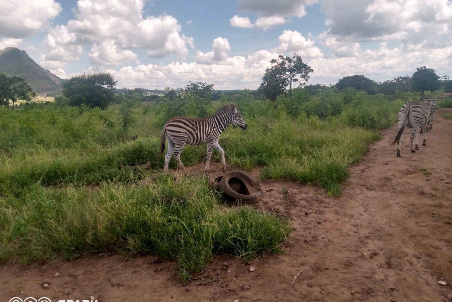 Safari med dyreliv i Malawi