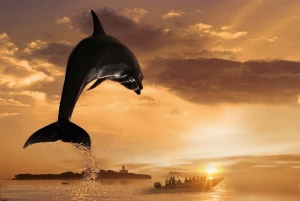 Alcudia: Dolphin Watching & Sunrise Coast Cruise with Guide