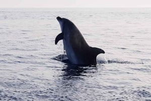 Alcudia: Dolphin Watching & Sunrise Coast Cruise with Guide