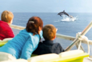 Alcudia: Dolphin Watching Cruise with Coll Baix Beach Stop