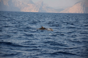 Alcudia: Dolphin Watching Cruise with Coll Baix Beach Stop