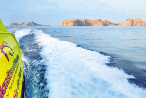 Alcudia: Dolphin Watching Cruise with Coll Baix Beach Stop