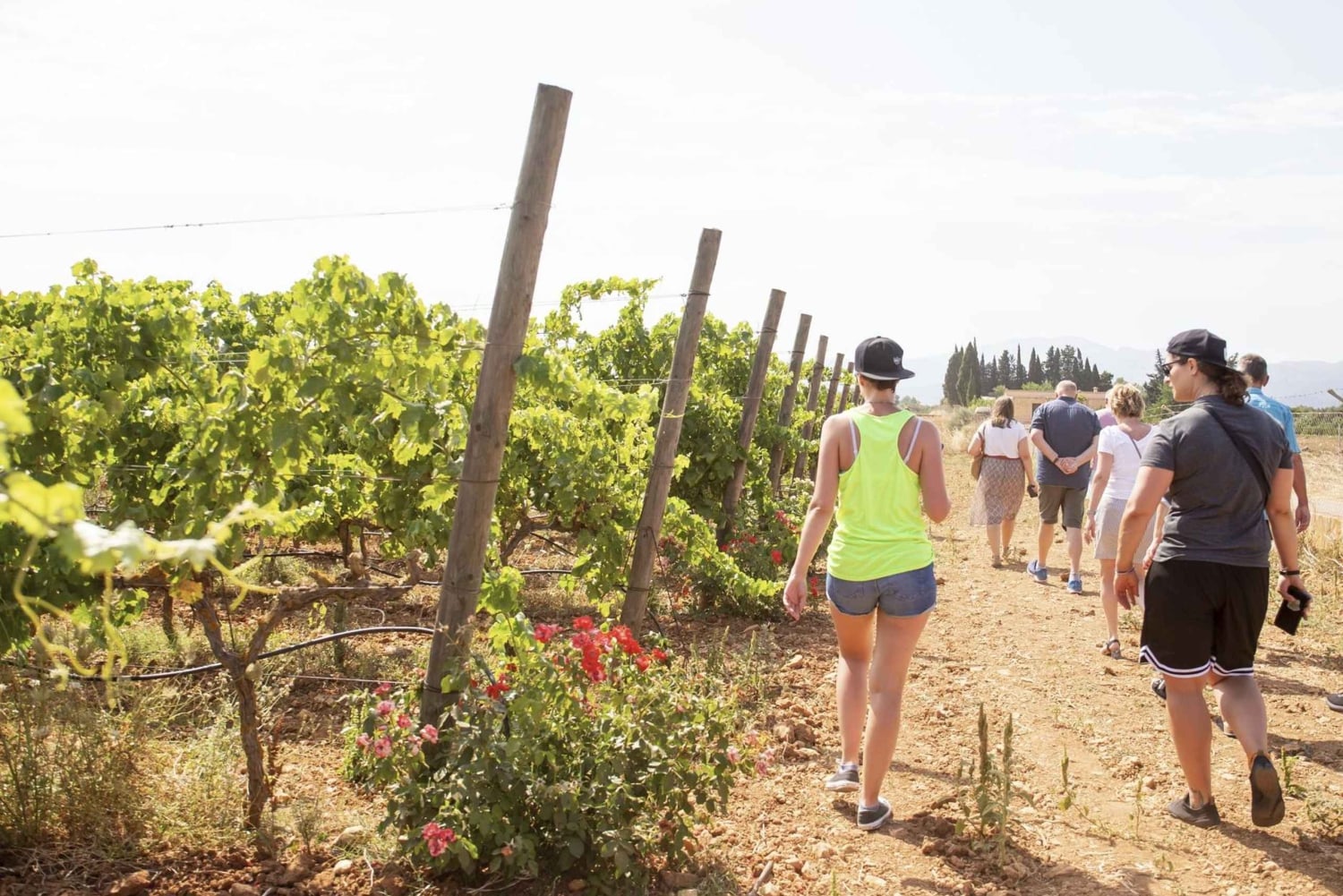Alcúdia/Can Picafort: Wijngaardbezoek en wijnproeverij met gids