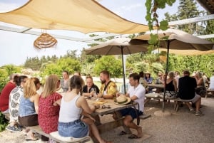 Alcúdia/Can Picafort: Wijngaardbezoek en wijnproeverij met gids