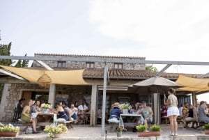 Alcúdia/Can Picafort: Wijngaardbezoek en wijnproeverij met gids