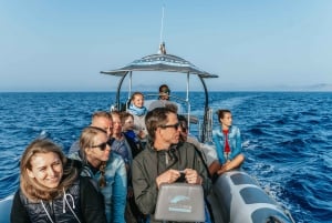 Alcudia/Can Picafort: Sunrise Dolphin-Watching Guided Cruise