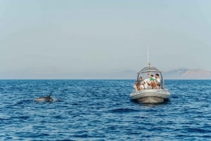 Alcudia/Can Picafort: Sunrise Dolphin-Watching Guided Cruise