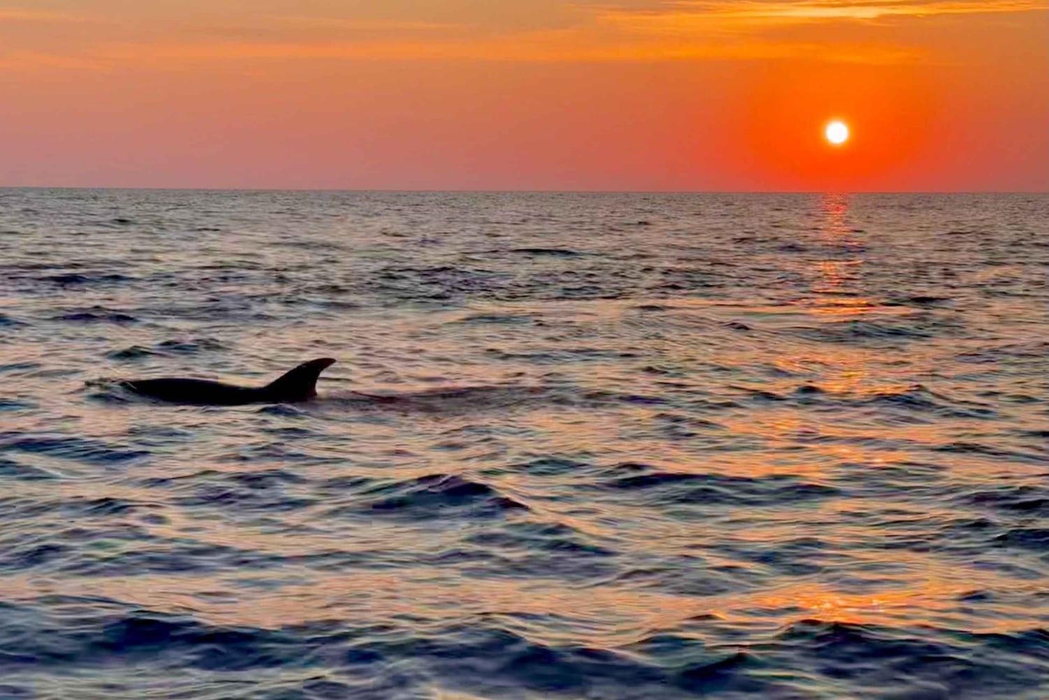 Alcudia: Dolphin Watching at Sunrise with Speedboat