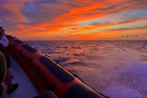 Alcudia: Observação de golfinhos ao nascer do sol em lancha