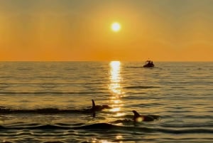 Alcudia: Dolphin Watching at Sunrise with Speedboat