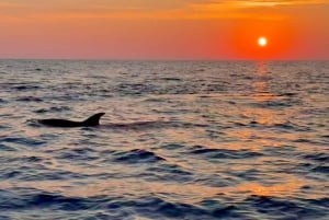 Alcudia: Dolphin Watching at Sunrise with Speedboat