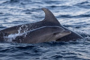 Alcudia: Dolphin Watching at Sunrise with Speedboat