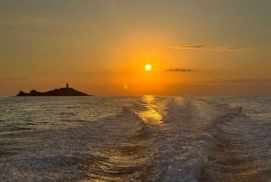 Alcudia: Dolphin Watching at Sunrise with Speedboat