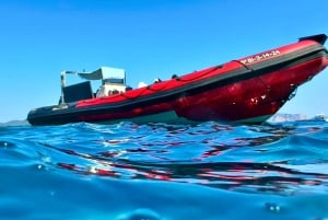 Alcudia: Dolphin Watching at Sunrise with Speedboat