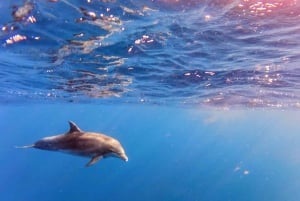 Alcudia: Dolphin Watching at Sunrise with Speedboat