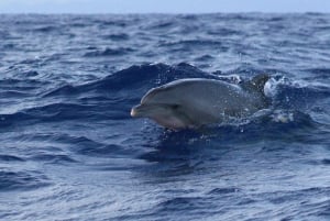 Alcudia: Dolphin Watching at Sunrise with Speedboat