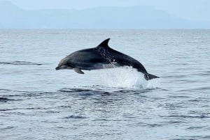 Alcudia: Dolphin Watching at Sunrise with Speedboat
