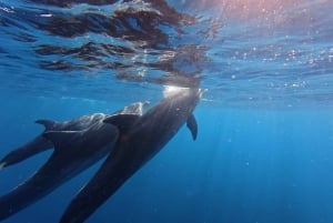 Alcudia: Dolphin Watching at Sunrise with Speedboat