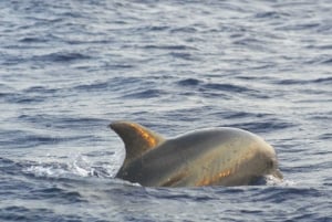 Alcudia: Dolphin Watching at Sunrise with Speedboat
