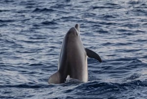 Alcudia: Dolphin Watching at Sunrise with Speedboat