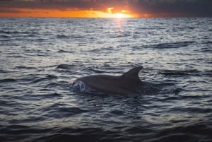 Alcudia: Dolphin Watching at Sunrise with Speedboat