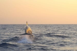 Alcudia: Dolphin Watching at Sunrise with Speedboat