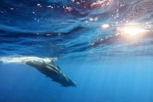Alcudia: Dolphin Watching at Sunrise with Speedboat