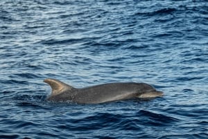 Alcudia: Dolphin Watching at Sunrise with Speedboat