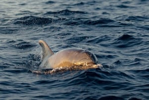 Alcudia: Dolphin Watching at Sunrise with Speedboat