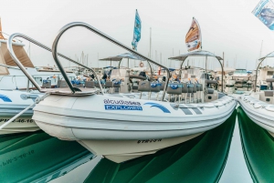 Alcudia: Dolphin Watching & Sunrise Coast Cruise with Guide