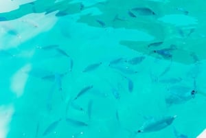 Alcudia: Dolphin Watching & Sunrise Coast Cruise with Guide
