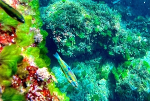 Alcudia: tour panoramico, grotte marine e snorkeling in motoscafo