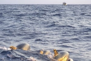 Alcudia: tour panoramico, grotte marine e snorkeling in motoscafo