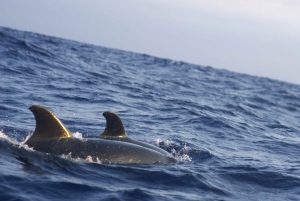 Alcudia: tour panoramico, grotte marine e snorkeling in motoscafo