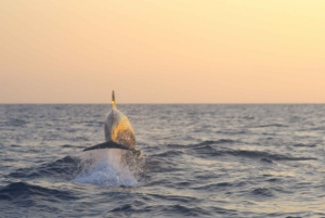 Alcudia: tour panoramico, grotte marine e snorkeling in motoscafo