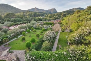 Alcudia : Billet d'entrée au Musée Sa Bassa Blanca
