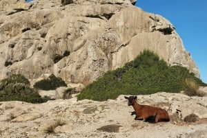 Alcudia : Visite touristique en quad avec point de vue et plage