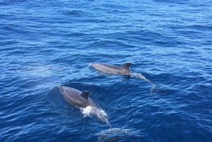 Alcudia: Utflykt med segelbåt och vin & tapas